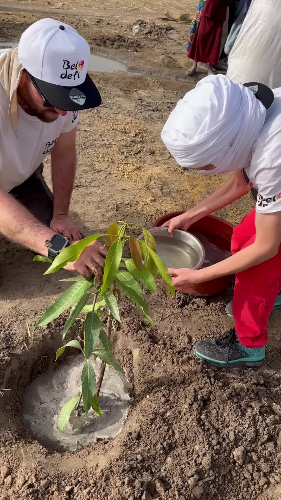 Plantation d'arbres fruitiers autour du puits